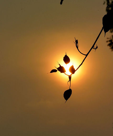 Chuyên Khoa A Tỳ Đàm