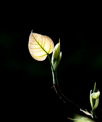 Bồ Đề Phật Quốc