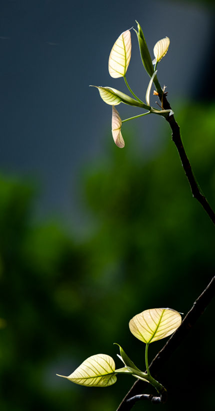 Thiền Đường SBU