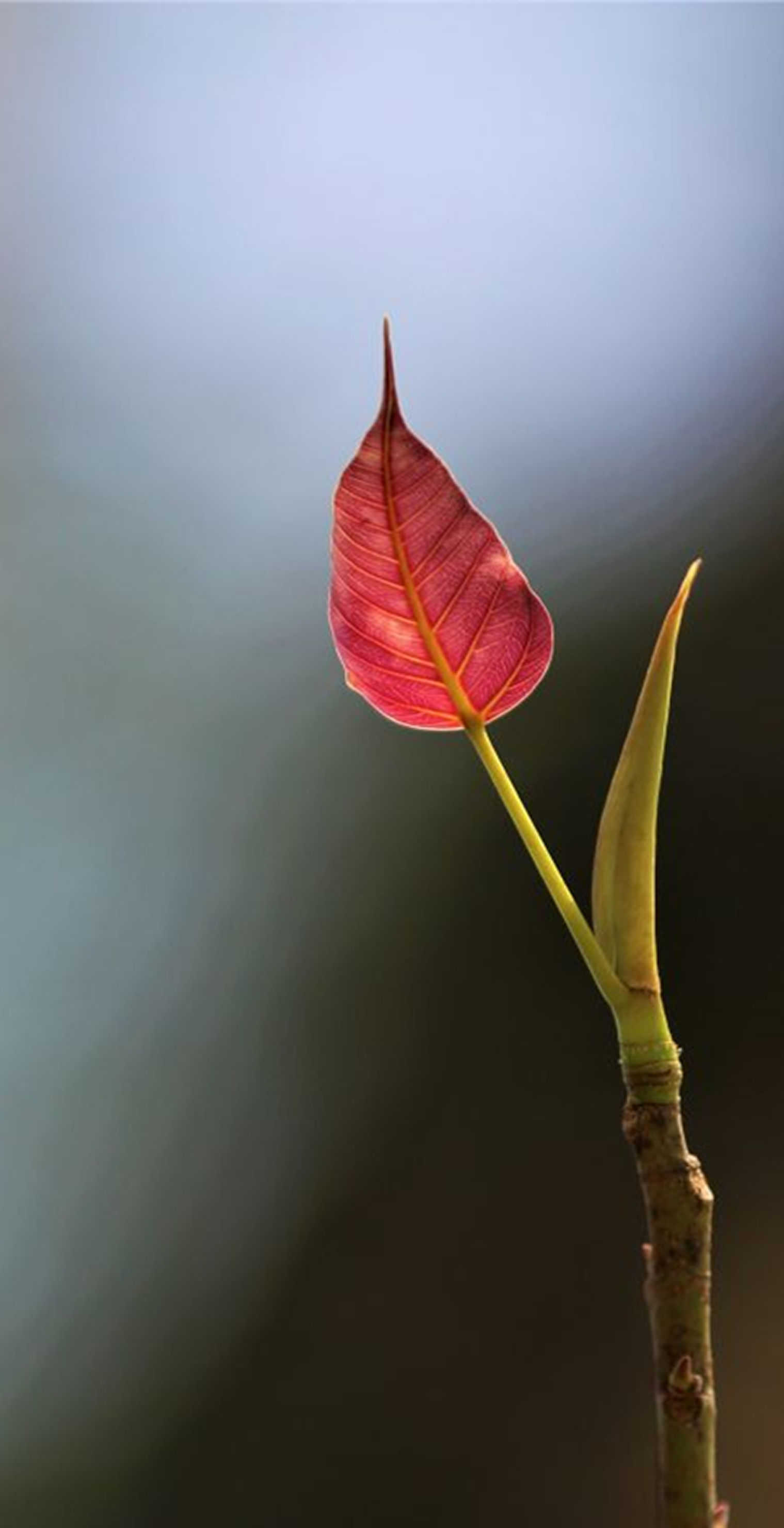 Sơ Trung Đẳng Phật Học